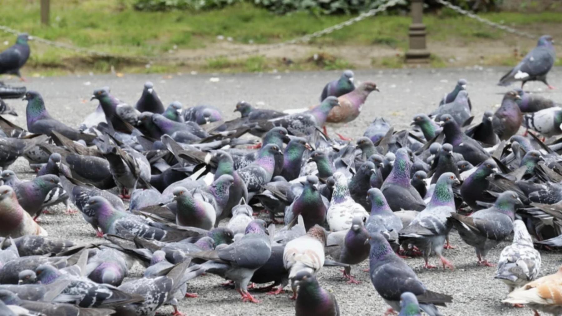 Ciudad alemana votó a favor de exterminar palomas con un método "controversial". Foto: Pixabay